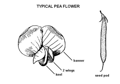 무슨식물이예요? - 싸리속 하나 : schem_faba.gif 무슨식물이예요? - 싸리속 하나 : schem_faba.gif