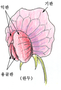 무슨식물이예요? - 싸리속 하나 : 6-4.jpg 무슨식물이예요? - 싸리속 하나 : 6-4.jpg