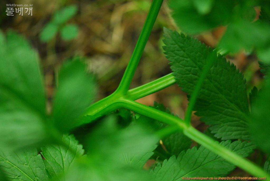 토론방 - 이 식물이름은 무엇인가요?? : DSC_5236.JPG : 이 식물이름은 무엇인가요??