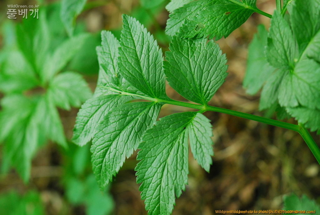토론방 - 이 식물이름은 무엇인가요?? : DSC_5237.JPG : 이 식물이름은 무엇인가요??