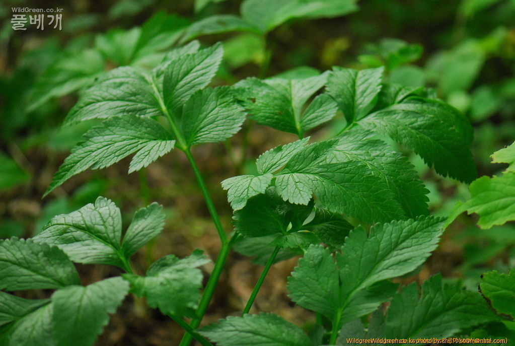 토론방 - 이 식물이름은 무엇인가요?? : DSC_5235.JPG : 이 식물이름은 무엇인가요??