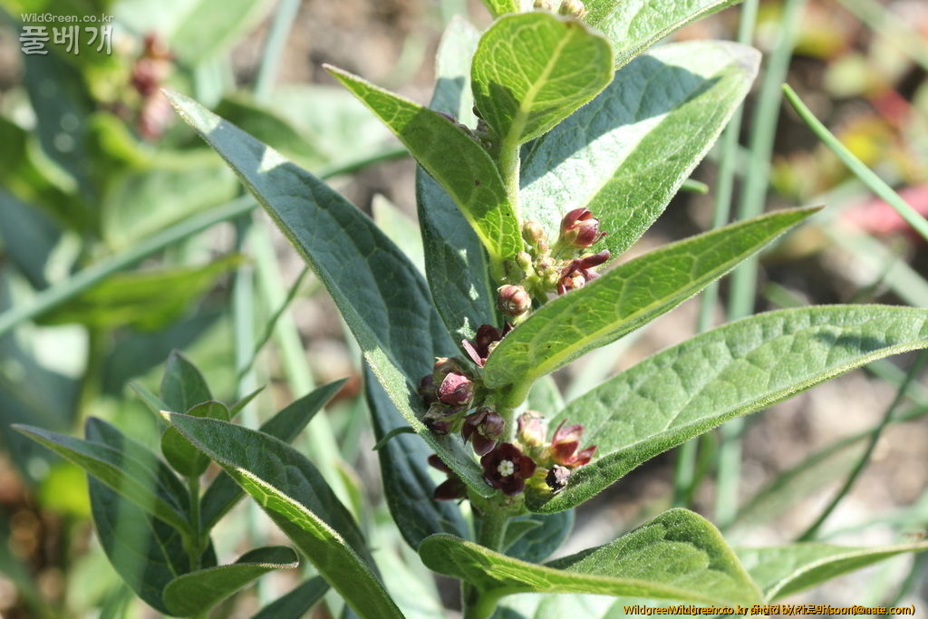 토론방 - 백미와 흑박주가리의 차이는? : 1100 108.jpg